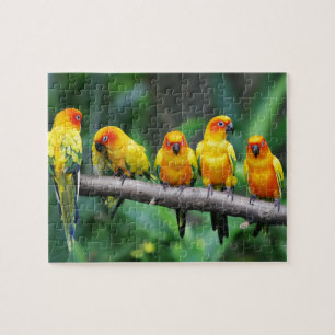 Quebra-cabeça Sun Conures