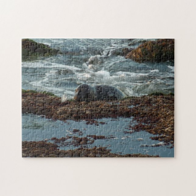 Quebra-cabeça Sunset Lit Harbor Seal I em San Diego (Horizontal)