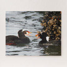 Surf Scoters Squabble sobre Barnáculos e Mexilhões