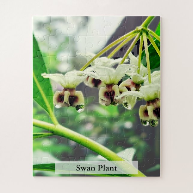 Quebra-cabeça Swan Plant: Monarch’s First Home 56 Pieces (Vertical)