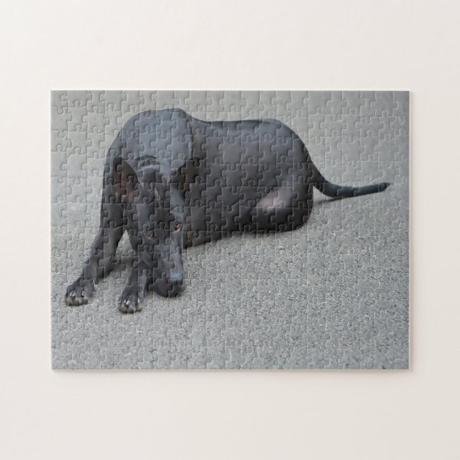 Quebra-cabeça Tai Ridgeback Cães Jigsaws. (Horizontal)