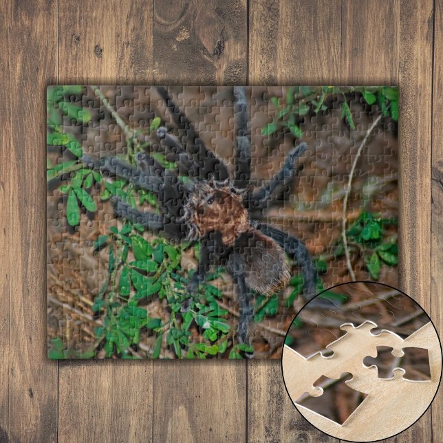 Quebra-cabeça Tarantula Marrom do Texas (Texas Brown Tarantula Jigsaw Puzzle)
