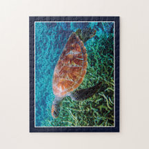Tartaruga Criatura Marinha Oceano Vida Selvagem