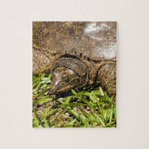 Quebra-cabeça Tartaruga longa aguçado de Florida Softshell do