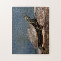 Tartaruga pintada em um tronco