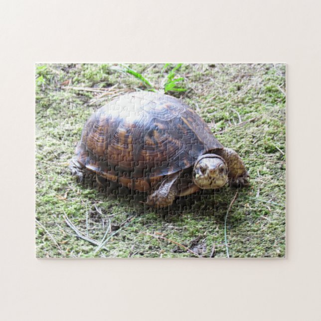 Quebra-cabeça Tartaruga - trajeto Mossy (Horizontal)