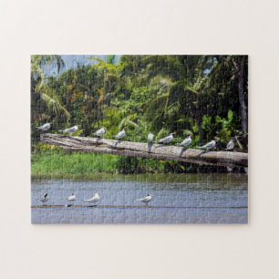 Quebra-cabeça Terns reais, estuário do rio Tortuguero - Costa R