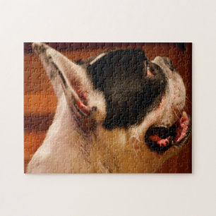 Quebra-cabeça Terrier de Boston