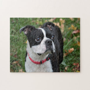 Quebra-cabeça Terrier de Boston