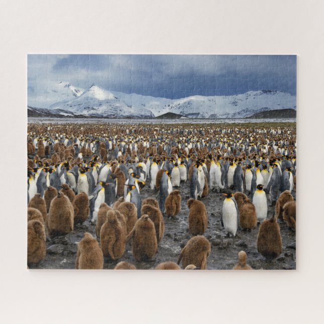 Quebra-cabeça Thousands of King Penguins on South Georgia Island (Horizontal)