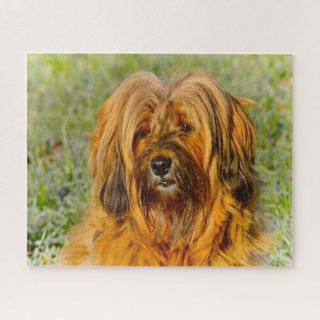 Quebra-cabeça Tibetano Terrier Dog Jigsaws. (Horizontal)
