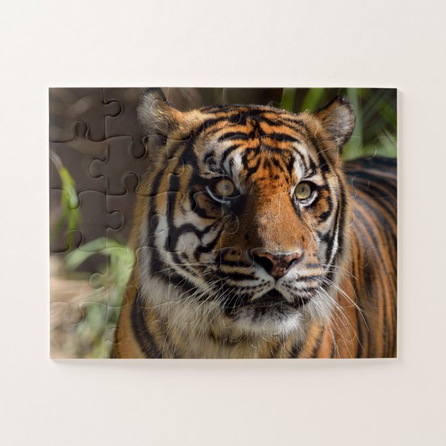 Quebra-cabeça Tigre (Horizontal)