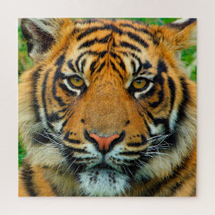 Quebra-cabeça Tigre