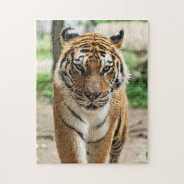 Quebra-cabeça Tigre