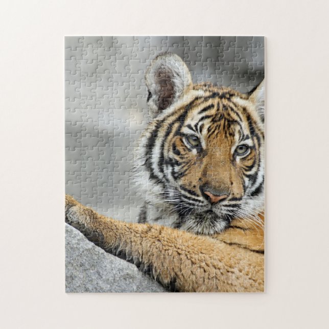 Quebra-cabeça Tigre016 (Vertical)