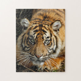 Quebra-cabeça Tigre 037