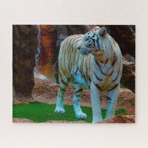 Quebra-cabeça Tigre Branco de Bengala. Grandes Felinos.