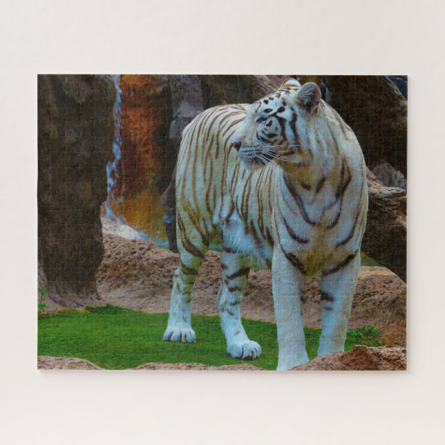 Quebra-cabeça Tigre Branco de Bengala. Grandes Felinos. (Horizontal)