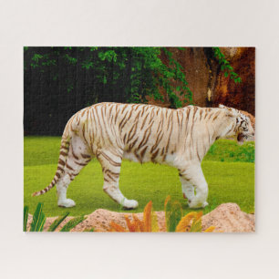 Quebra-cabeça Tigre Branco de Bengala. Grandes Felinos.