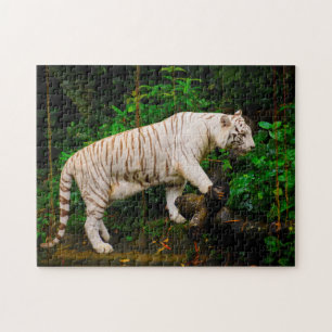 Quebra-cabeça Tigre Branco Singapura.