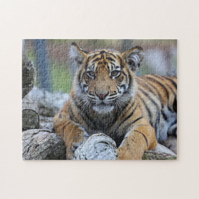 Quebra-cabeça Tigre Cub (Horizontal)
