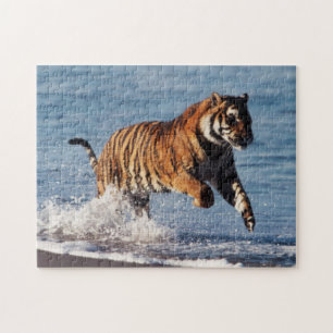 Quebra-cabeça Tigre-de-bengala (Panthera Tigris)