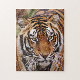 Quebra-cabeça Tigre-de-bengala, Panthera tigris