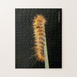 Quebra-cabeça Tigre-De-Prata-Tigre-Moth/Lagarto-Colar