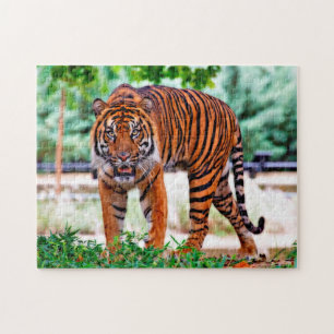 Quebra-cabeça Tigre de Sumatra. Grandes Felinos.
