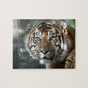 Quebra-cabeça Tigre-de-sumatra macho (Panthera tigris sumatrae)
