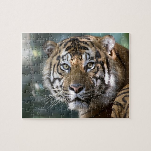 Quebra-cabeça Tigre-de-sumatra macho (Panthera tigris sumatrae) (Horizontal)