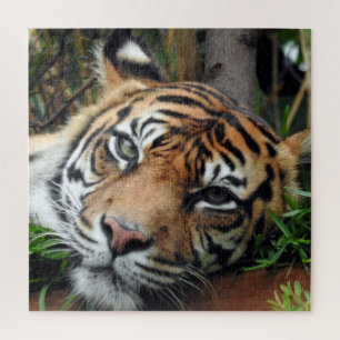 Quebra-cabeça Tigre de Sumatran
