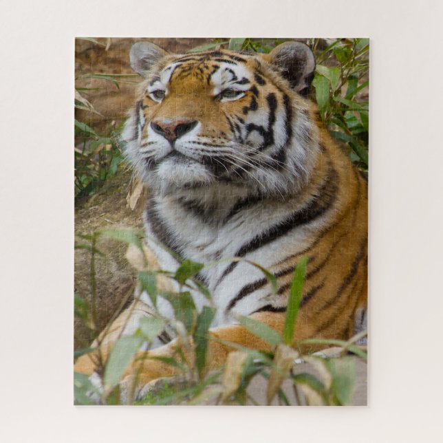 Quebra-cabeça Tigres Grandes Felinos. (Vertical)