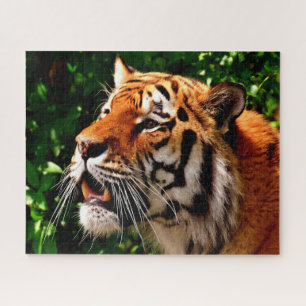 Quebra-cabeça Tigres Grandes Felinos.