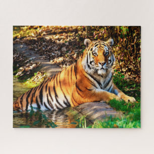 Quebra-cabeça Tigres Grandes Felinos.