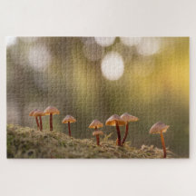 Tiny Mushroom Nature Foto