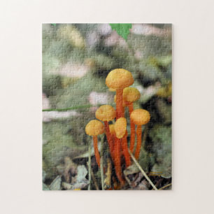 Quebra-cabeça Tiny Orange Wild Mushroom Nature