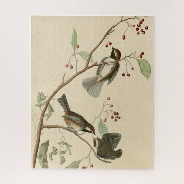 Quebra-cabeça Titmouse canadense das Aves da América de Audubon (Vertical)