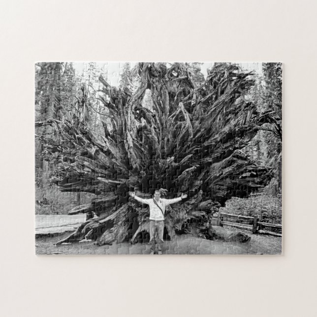 Quebra-cabeça Toco de Árvore Sequoia de Grande Angular - 11x14 - (Horizontal)