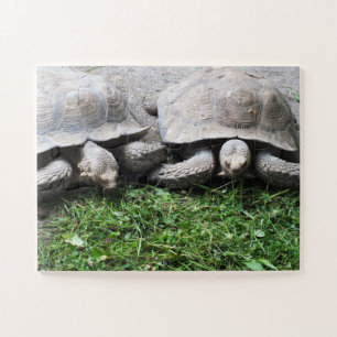 Quebra-cabeça Tortoises