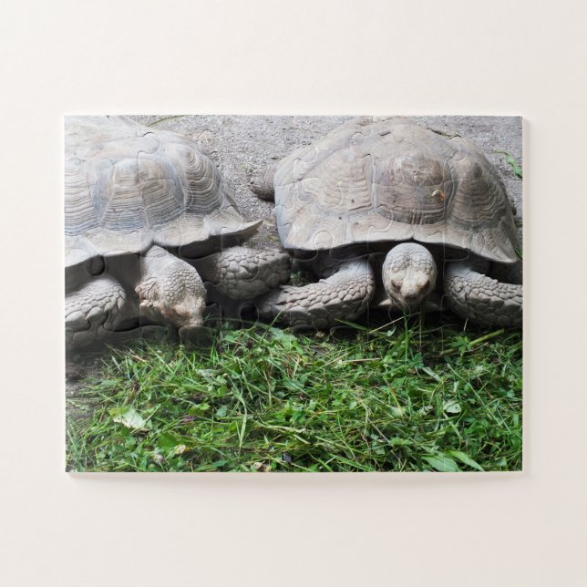 Quebra-cabeça Tortoises (Horizontal)