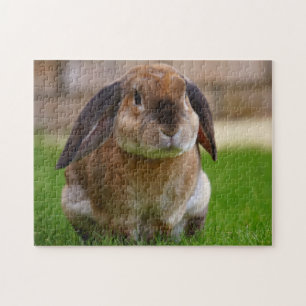 Quebra-cabeça Tortoisesinferno Velveteen Holland Lop Bunny Rabbi