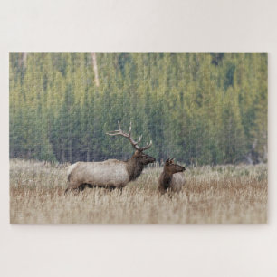 Quebra-cabeça Touro Elk em Meadow Parque Nacional Yellowstone
