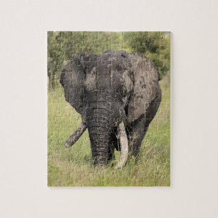 Quebra-cabeça Touro velho do elefante africano - presa quebrada