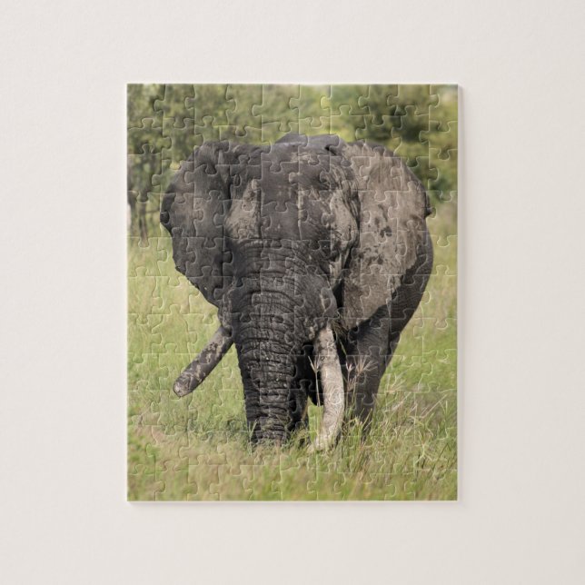 Quebra-cabeça Touro velho do elefante africano - presa quebrada (Vertical)