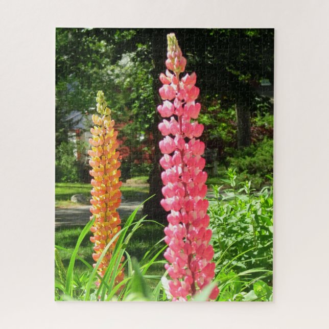 Quebra-cabeça Tremoços num Jardim de Algodão - Vinha de Martha (Vertical)