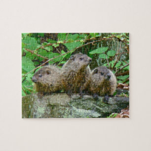 Quebra-cabeça Três Bebês Groundhogs