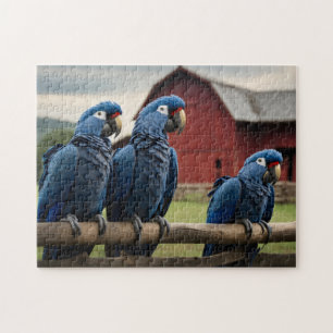Quebra-cabeça Três Macaws Hyacinth na cerca