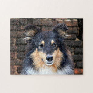 Quebra-cabeça Tricolor Sheltie