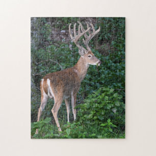 Quebra-cabeça Troféu Whitetail Deer Buck Em Velvet